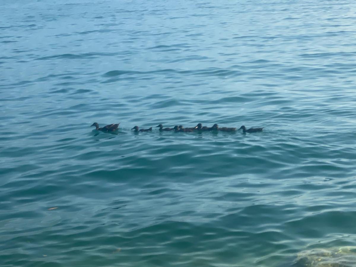 10 Minuti Dal Lago Di Garda E Da Gardaland Apartment Castelnuovo del Garda Luaran gambar